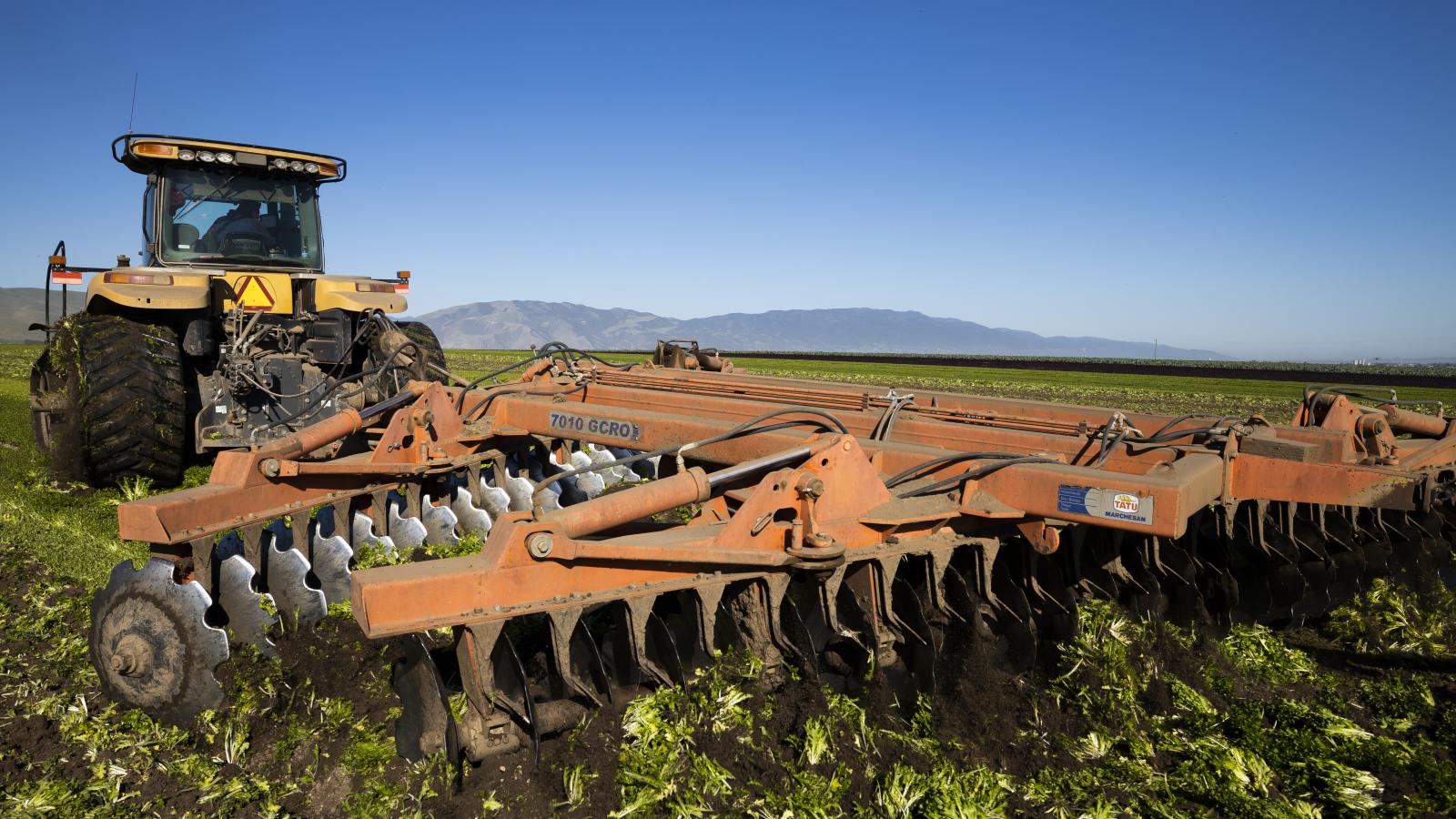 Due to the drastic reduction of the food service industry due to the coronavirus, many fields like this are being plowed under because of the expense of harvesting and the lack of profit. 